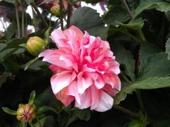 IMAG4475-娜娜度假小旅馆