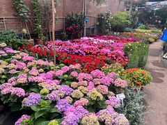 -龙大花卉苗木市场