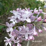作为哈尔滨市市花--丁香