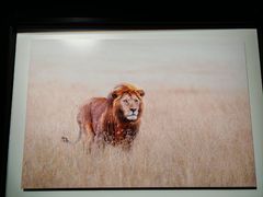 -罗红摄影艺术馆