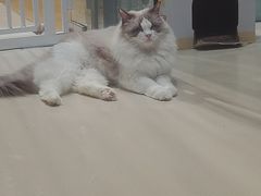 -藏猫猫咖啡主题馆(中央大道店)