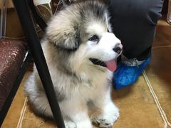 -李小姐の猫咖啡馆(五角场店)