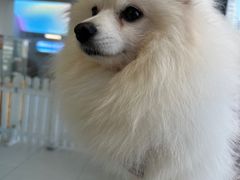 -怪兽屋·羊驼·猫咖·狗咖(俊华广场店)