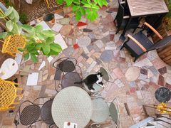 -喵屿·大理花园猫咖