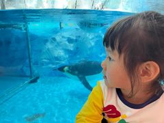 -帝企鹅自助餐厅•儿童岛•真企鹅(长隆企鹅酒店)