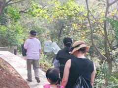 -银湖山郊野公园-相思林