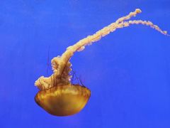 -上海海洋水族馆