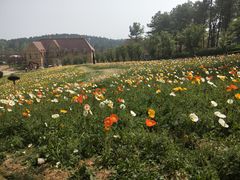 -大塘金香草谷
