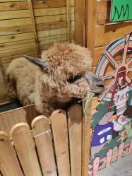 -造物庄园 萌宠纪(苏州湾歌林公园店)
