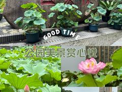 -陈家山荷花公园