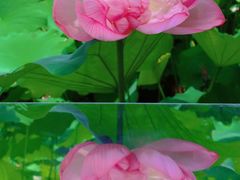 -陈家山荷花公园