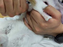 -瑞派名望24h动物医院异宠专科·猫专科·骨科·重症监护分院
