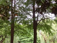 -陈家山荷花公园