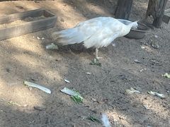 -秦皇岛野生动物园