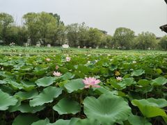 -洛阳市隋唐城遗址植物园