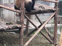 -成都大熊猫繁育研究基地
