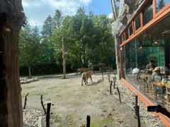 -上海野生动物园老虎餐厅