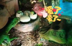 -恐龙探索乐园(磁器口店)