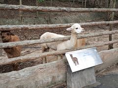 -清迈夜间动物园