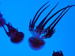 -上海海洋水族馆