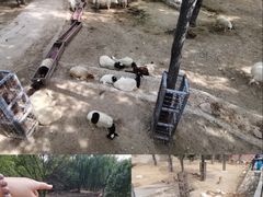 -石家庄市动物园