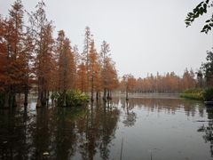 -白鹭湾湿地公园