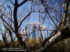 -新虹桥中心花园