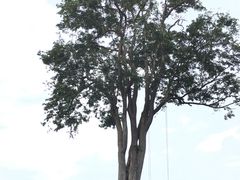 -大树秋千