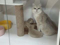 -十月米努特矮脚猫舍