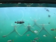 -瑞德姆美人鱼海底演艺主题餐厅(亚龙湾店)