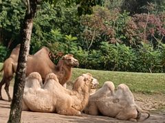 -北京野生动物园