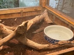 -上海大自然野生昆虫馆(东方明珠·爬宠昆虫探索中心)