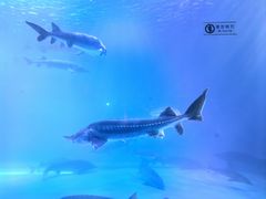 -泉城欧乐堡海洋极地世界