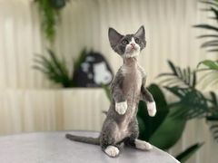 -山宅一喵德文卷毛猫舍