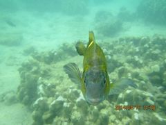 android_upload_pic-东姑阿都拉曼海洋公园