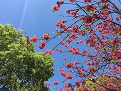 -南汇桃花村