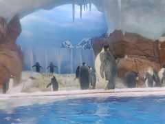 -海合安成都极地海洋公园