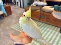 -吉丁鸟咖·异宠·寄养
