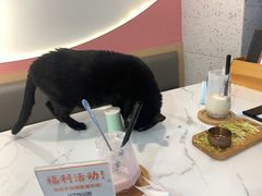 -喵园·猫主题咖啡厅·撸猫·猫咖(国贸店)