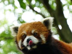 -上海野生动物园
