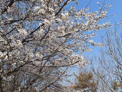 -樱花山风景区