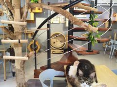 -豆逗聊愈猫阁Easy Life