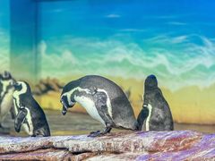 -海合安武汉极地海洋公园