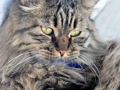 -藏猫猫咖啡主题馆(中央大道店)