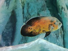 -福州罗源湾海洋世界旅游区