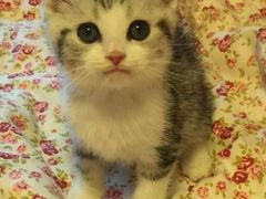 -Bastet sally猫舍购宠(静安店)