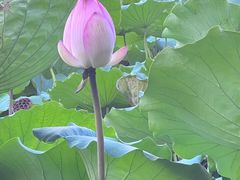 -荔湾湖公园