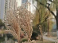 -西北湖绿化广场