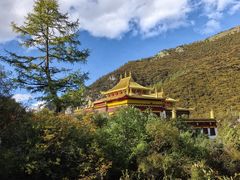 -稻城亚丁景区-冲古草甸