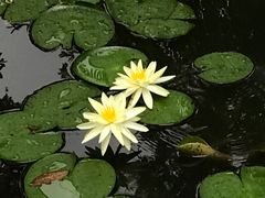 -浮庄